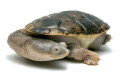Chelodina rugosa juvenil